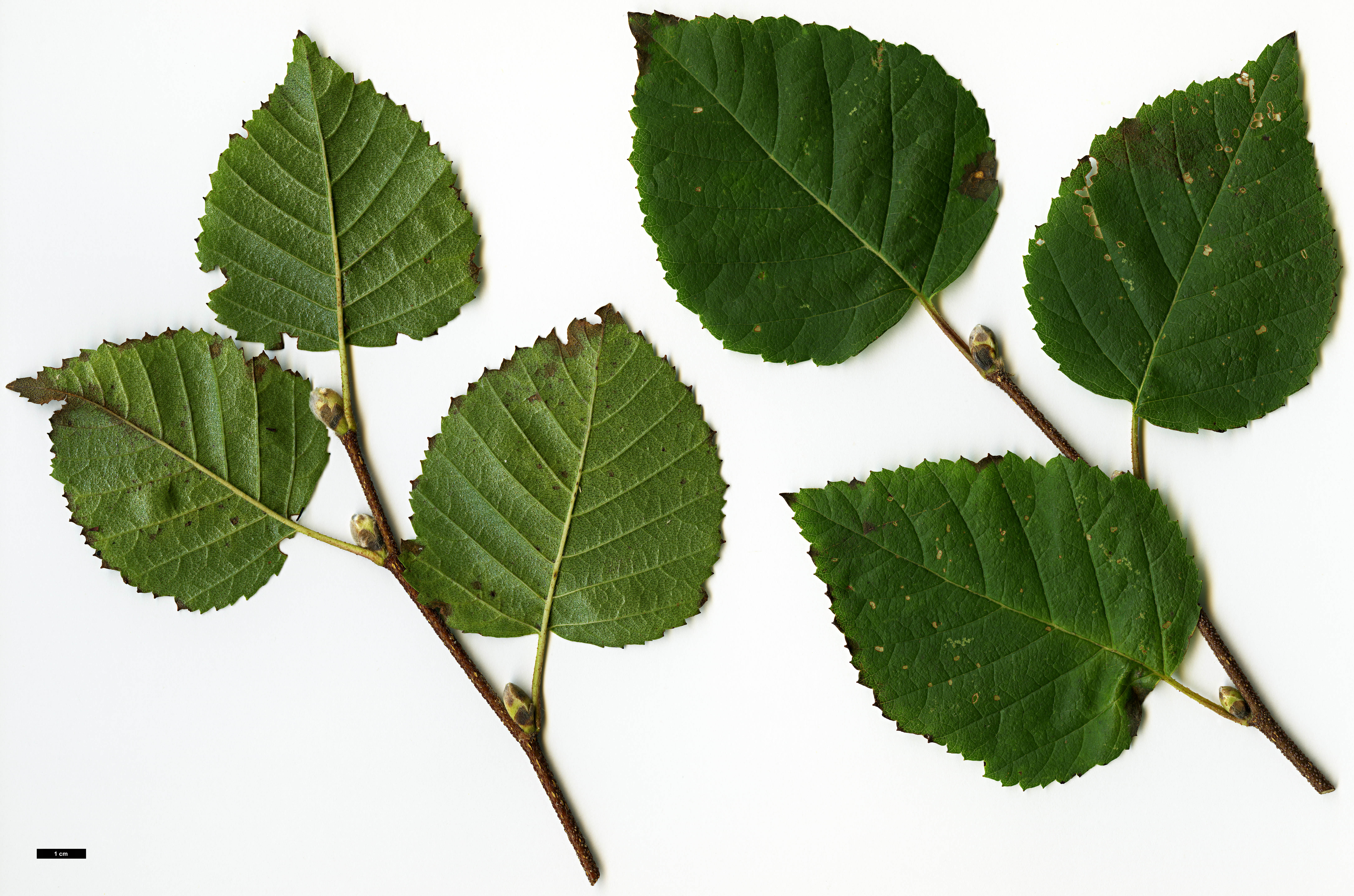 High resolution image: Family: Betulaceae - Genus: Betula - Taxon: ermanii - SpeciesSub: var. lanata